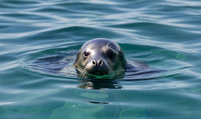 Лекция Александра Зайцева «Морские млекопитающие Баренцева и Белого морей»